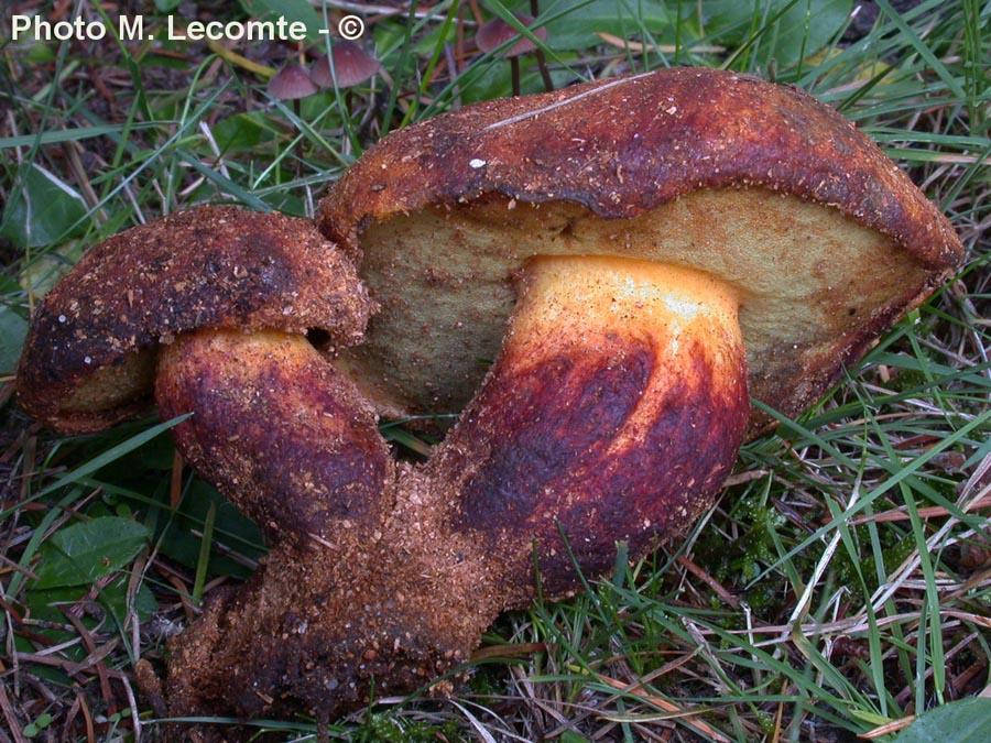 Buchwaldoboletus lignicola