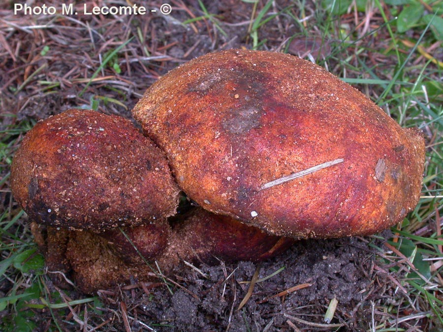 Buchwaldoboletus lignicola