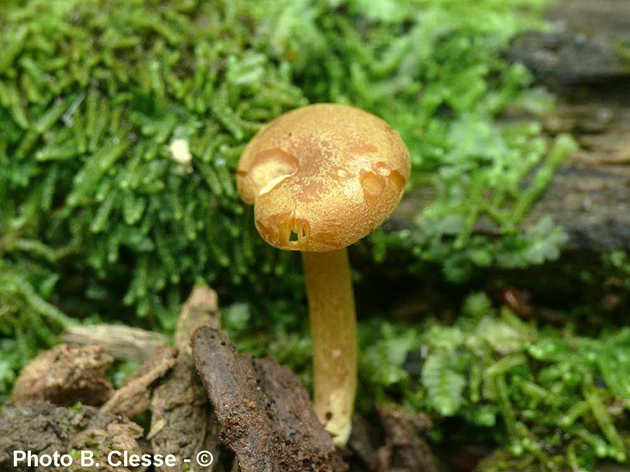 Callistosporium pinicola