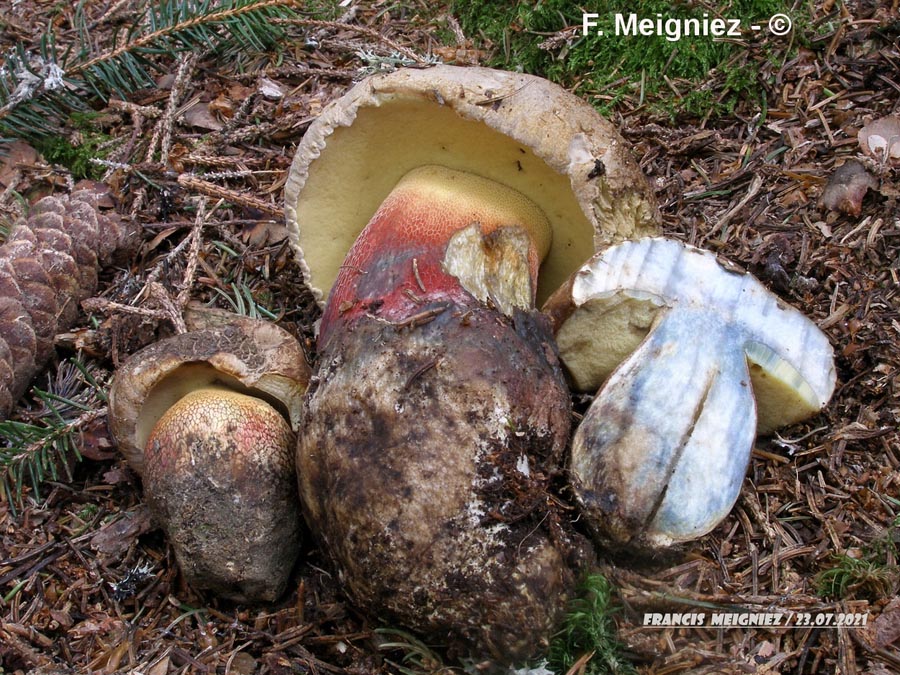 Boletus calopus (Caloboletus calopus)