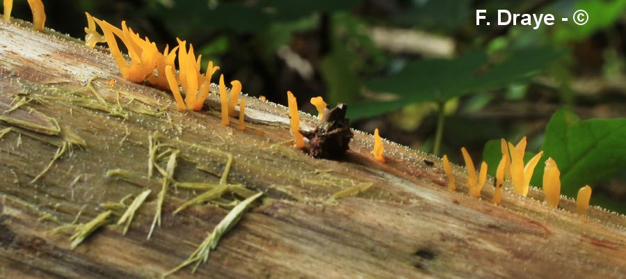 Calocera cornea