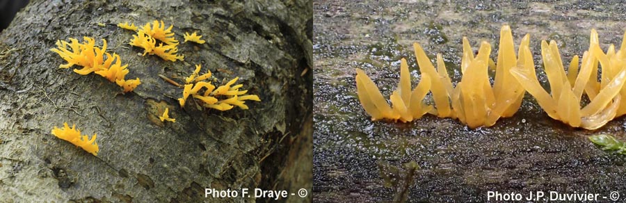 Calocera cornea