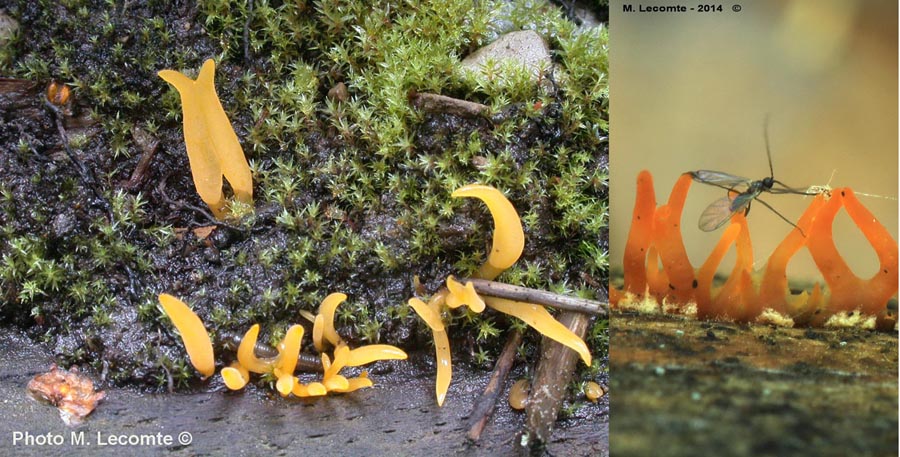 Calocera cornea