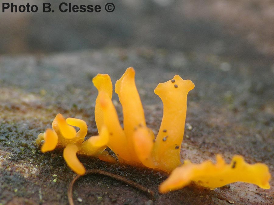 Calocera furcata