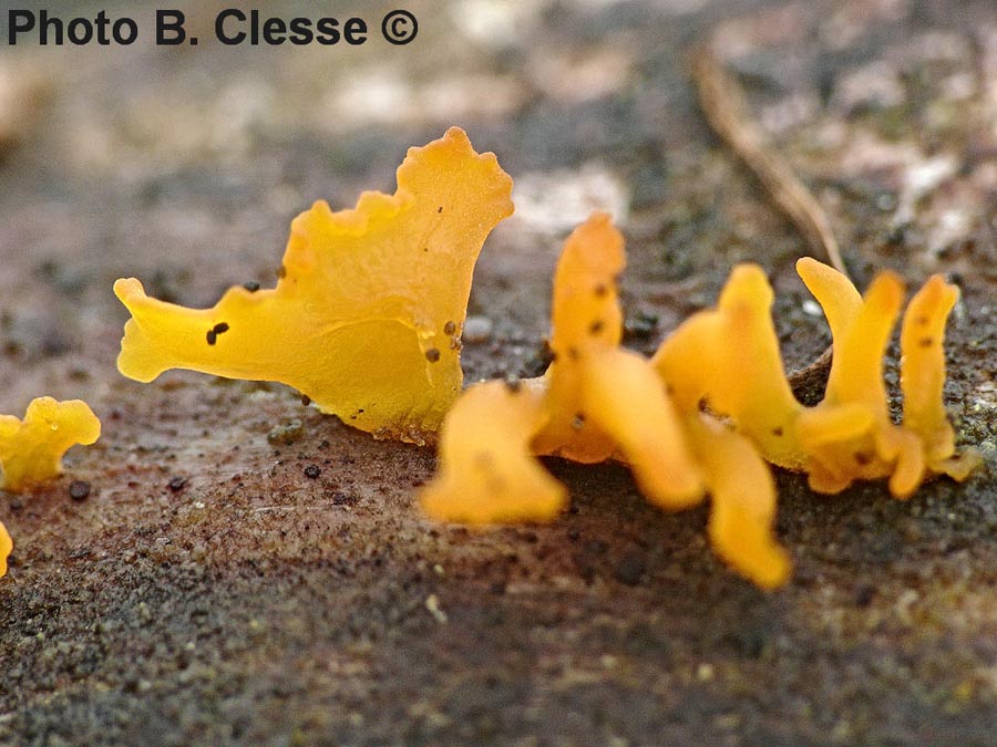 Calocera furcata