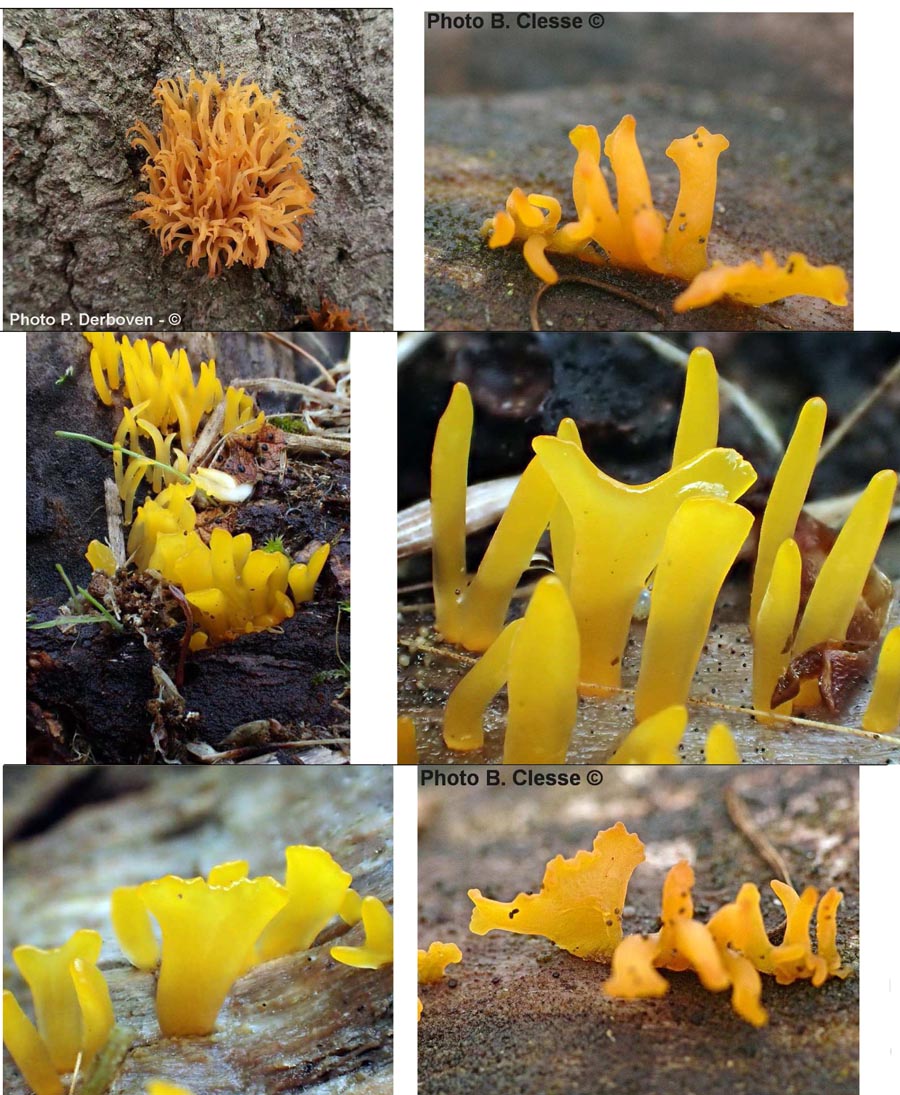 Calocera furcata