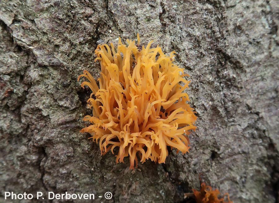 Calocera furcata