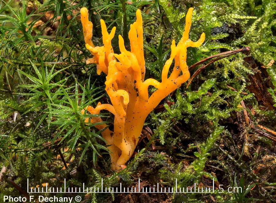 Calocera viscosa