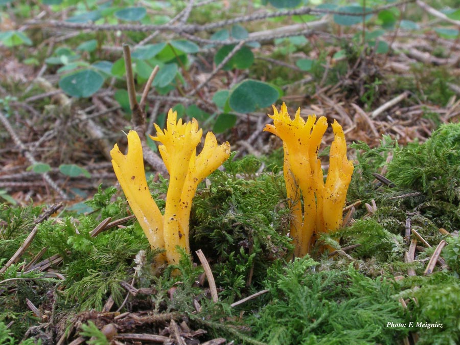 Calocera viscosa