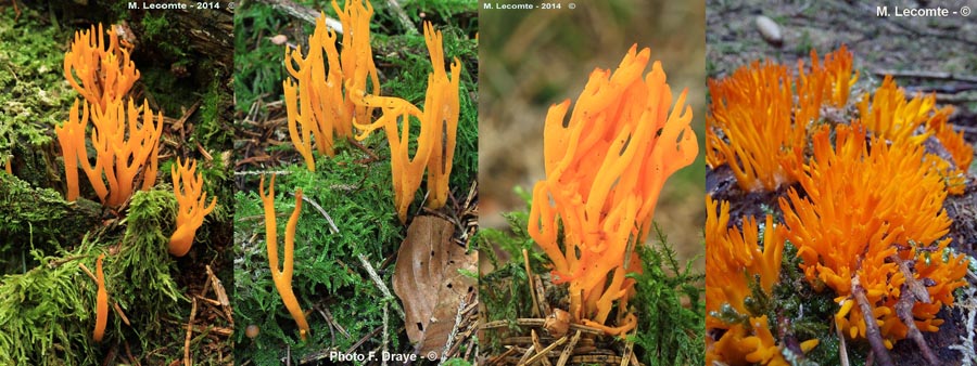 Calocera viscosa