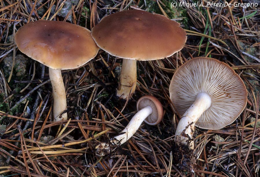 Calocybe borealis