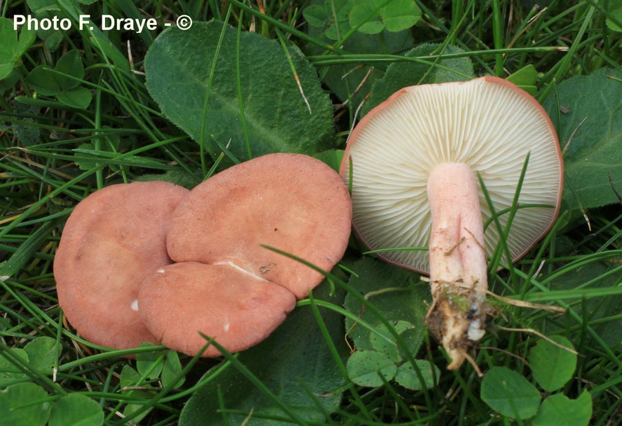 Rugosomyces carneus (Calocybe carnea)