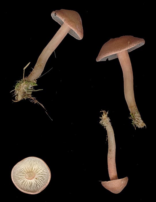 Rugosomyces carneus (Calocybe carnea)