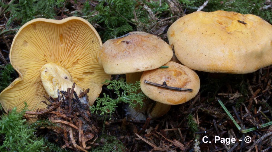 Rugosomyces chrysenteron (Calocybe chrysenteron)