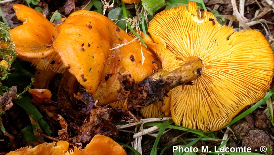 Rugosomyces chrysenteron (Calocybe chrysenteron)