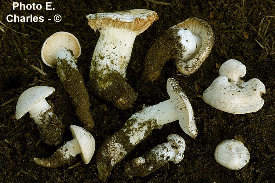 Calocybe constricta