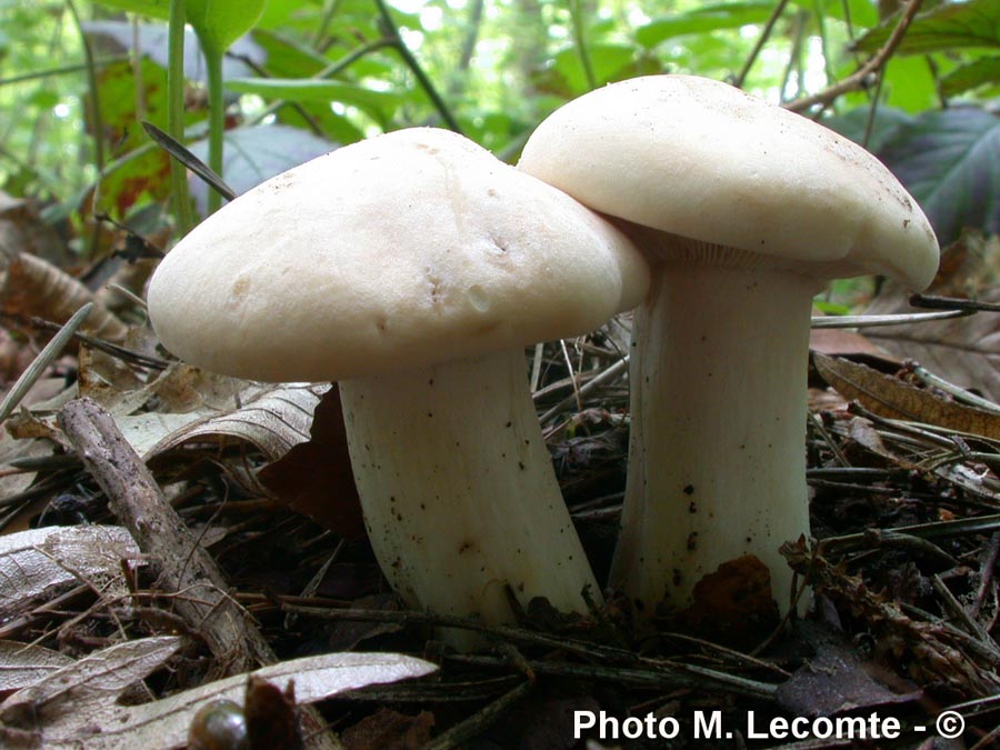 Calocybe gambosa