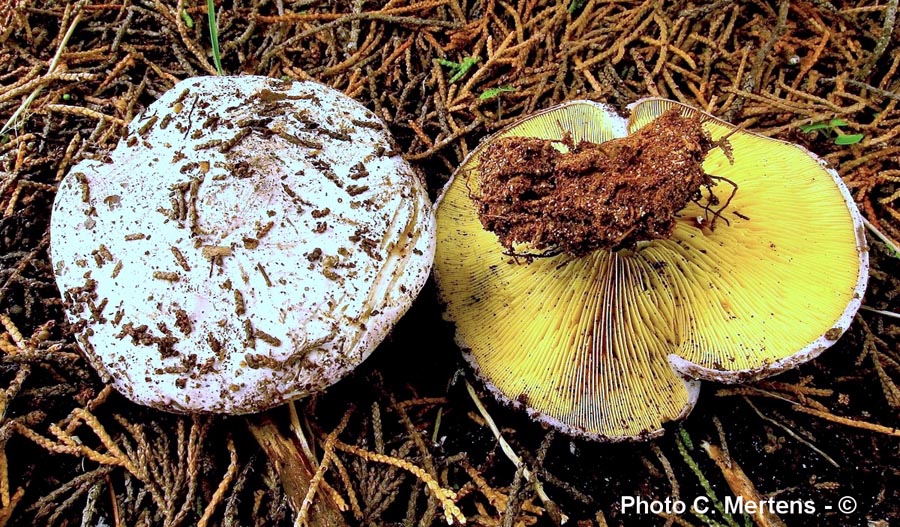 Calocybe hypoxantha