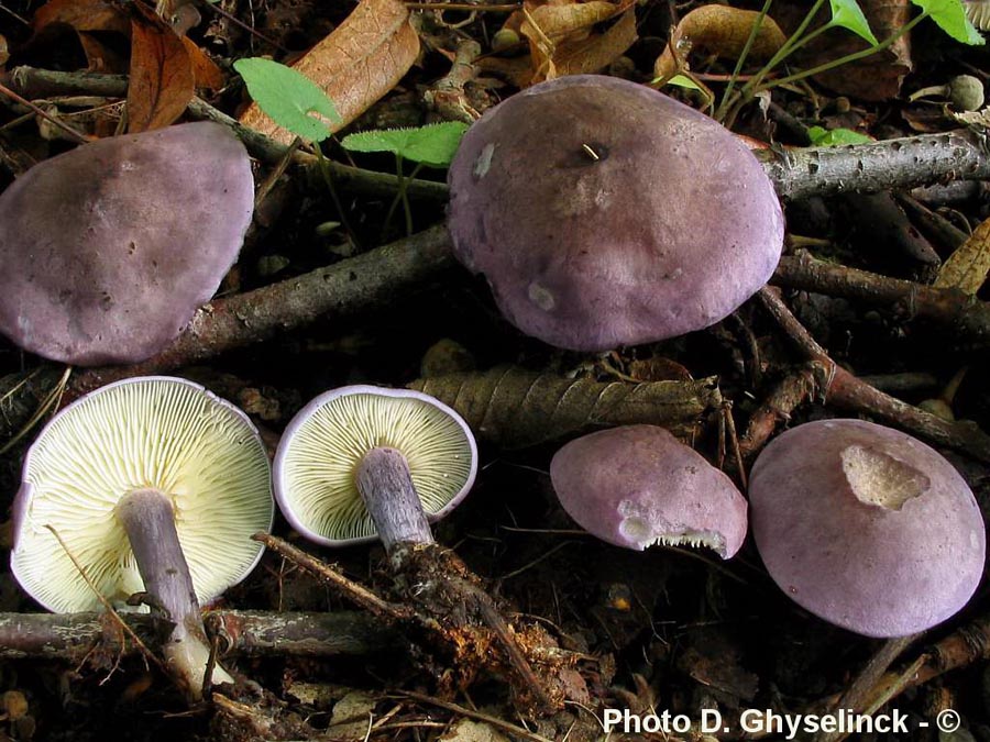 Calocybe ionides