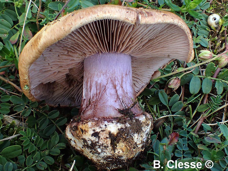 Calonarius vesterholtii (Cortinarius vesterholtii)