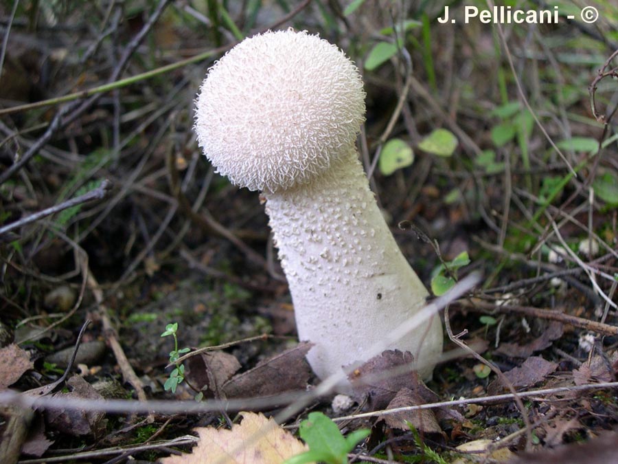 Calvatia excipuliformis