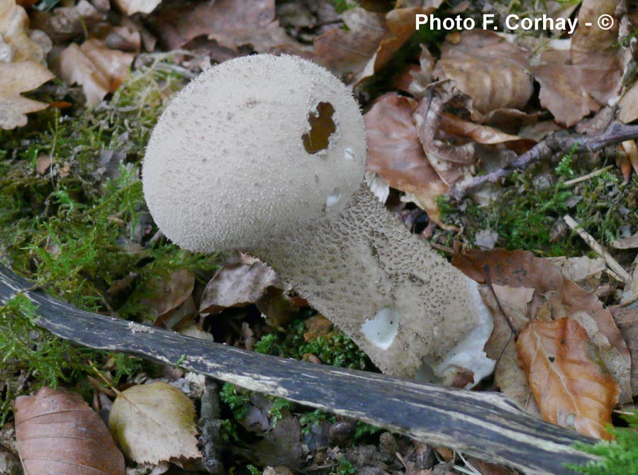 Calvatia excipuliformis