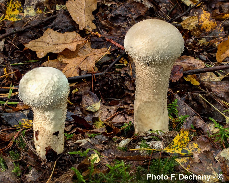 Calvatia excipuliformis