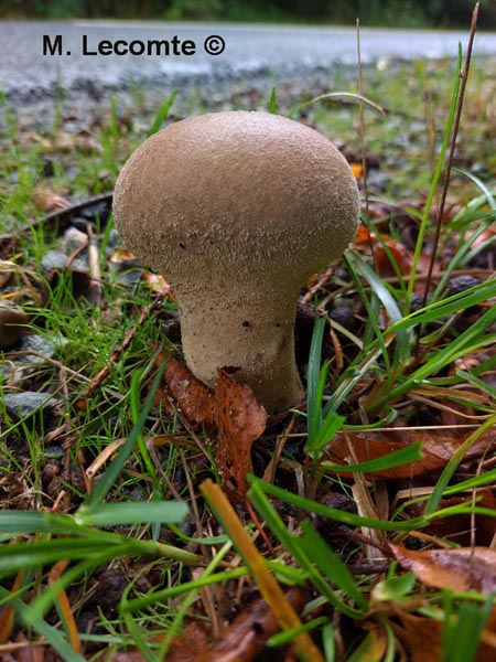 Calvatia excipuliformis