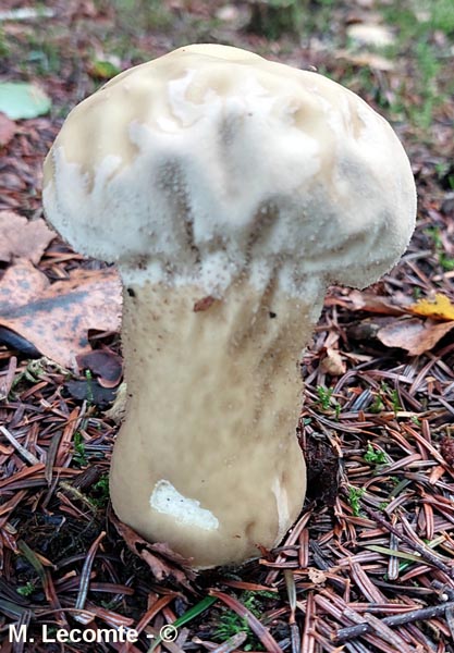 Calvatia excipuliformis