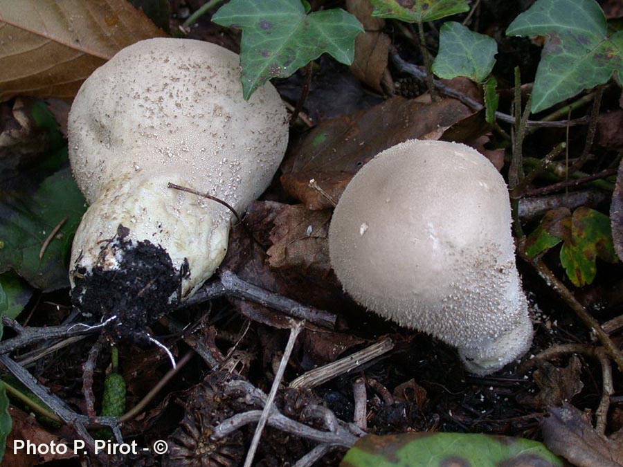 Calvatia excipuliformis