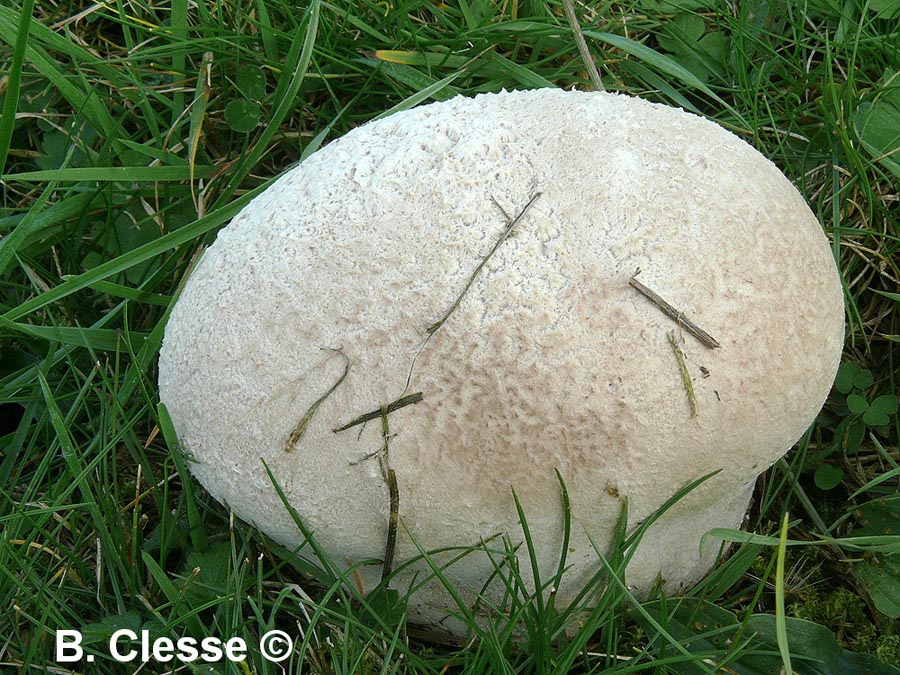 Calvatia utriformis (Lycoperdon utriforme)