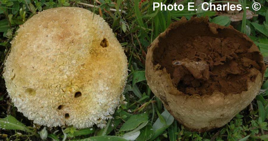 Calvatia utriformis (Lycoperdon utriforme)