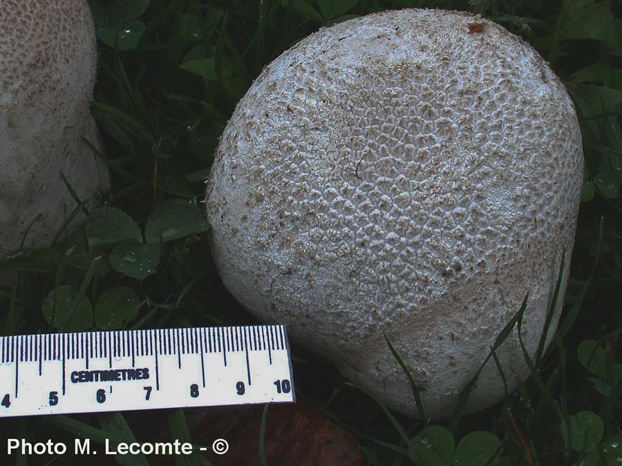 Calvatia utriformis (Lycoperdon utriforme)