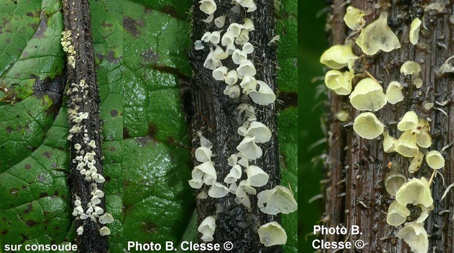 Calyptella capula