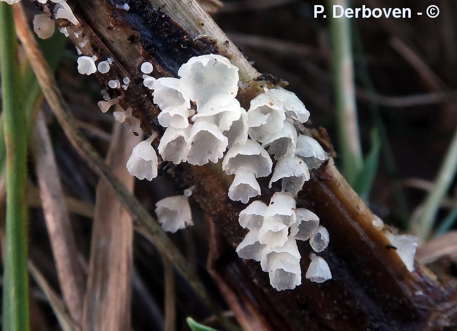 Calyptella capula