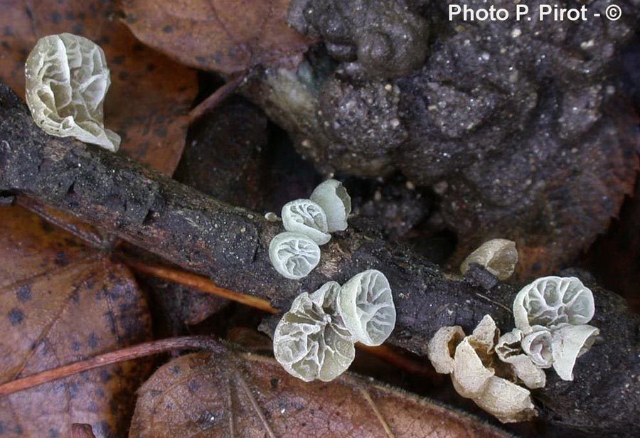 Campanella caesia