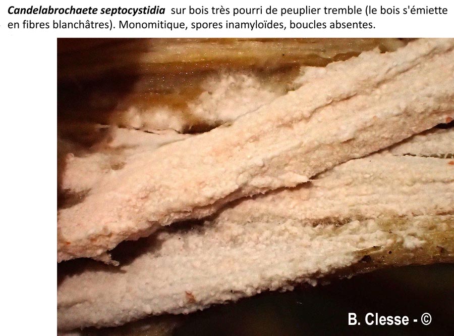 Candelabrochaete septocystidia