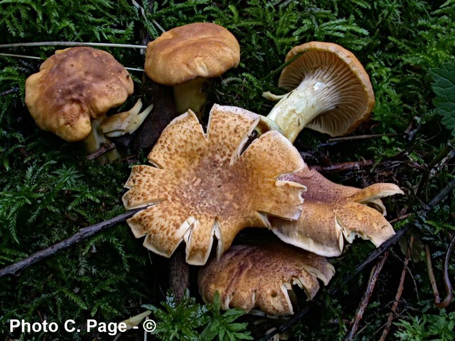 Cantharellus amethysteus