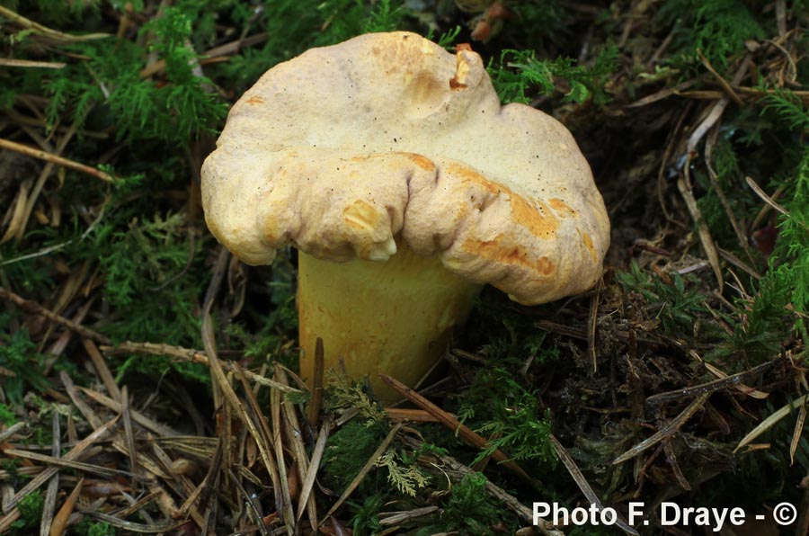 Cantharellus amethysteus