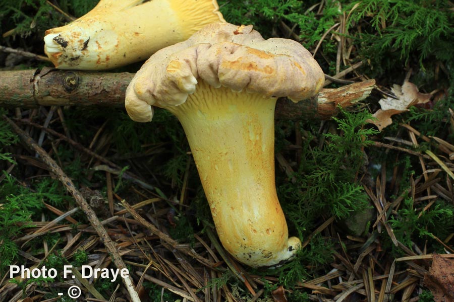 Cantharellus amethysteus