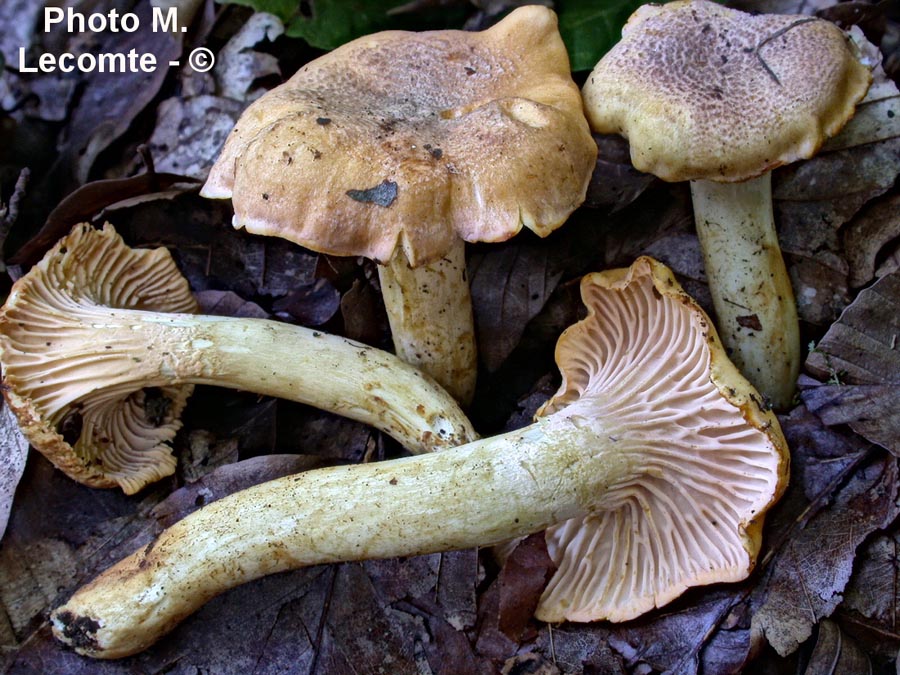 Cantharellus amethysteus