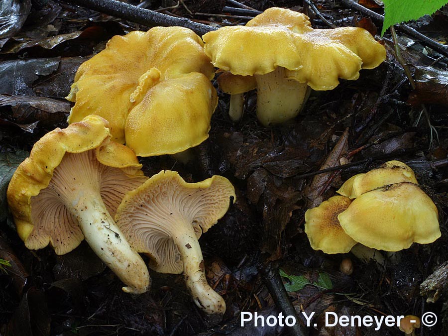 Cantharellus amethysteus