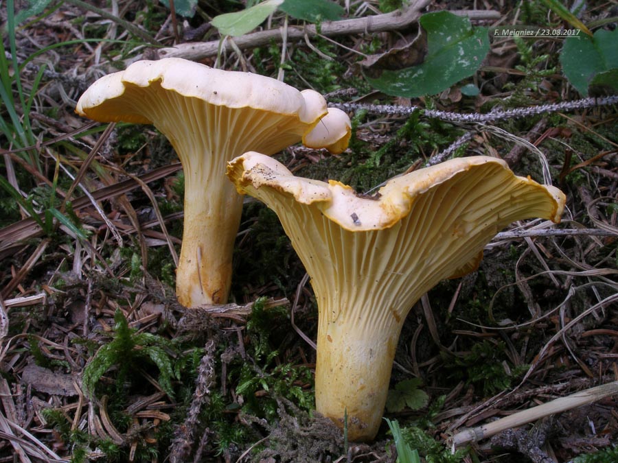 Cantharellus cibarius