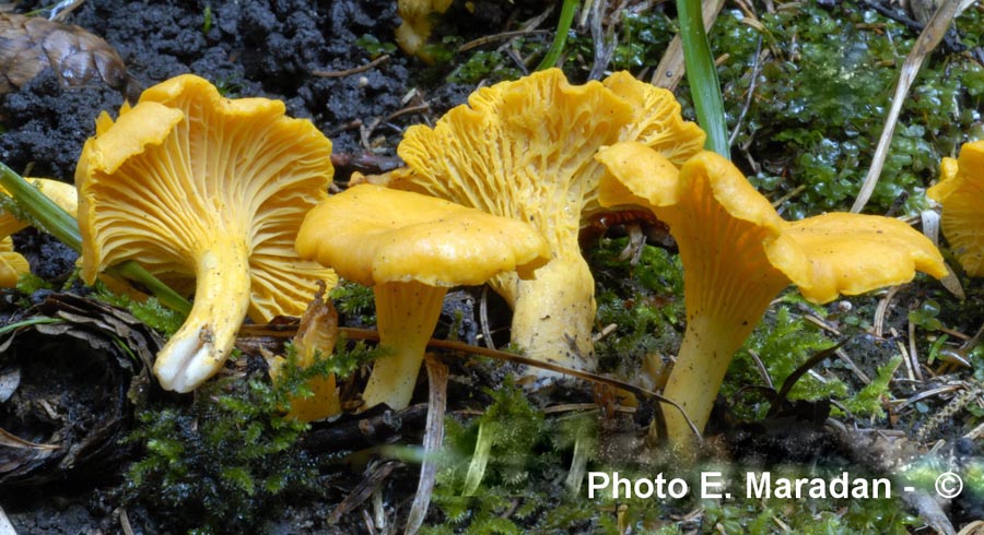 Cantharellus cibarius