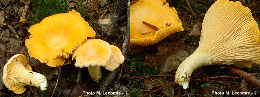 Cantharellus cibarius