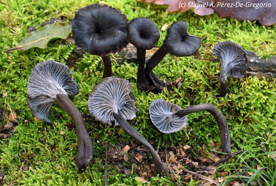 Cantharellus cinereus