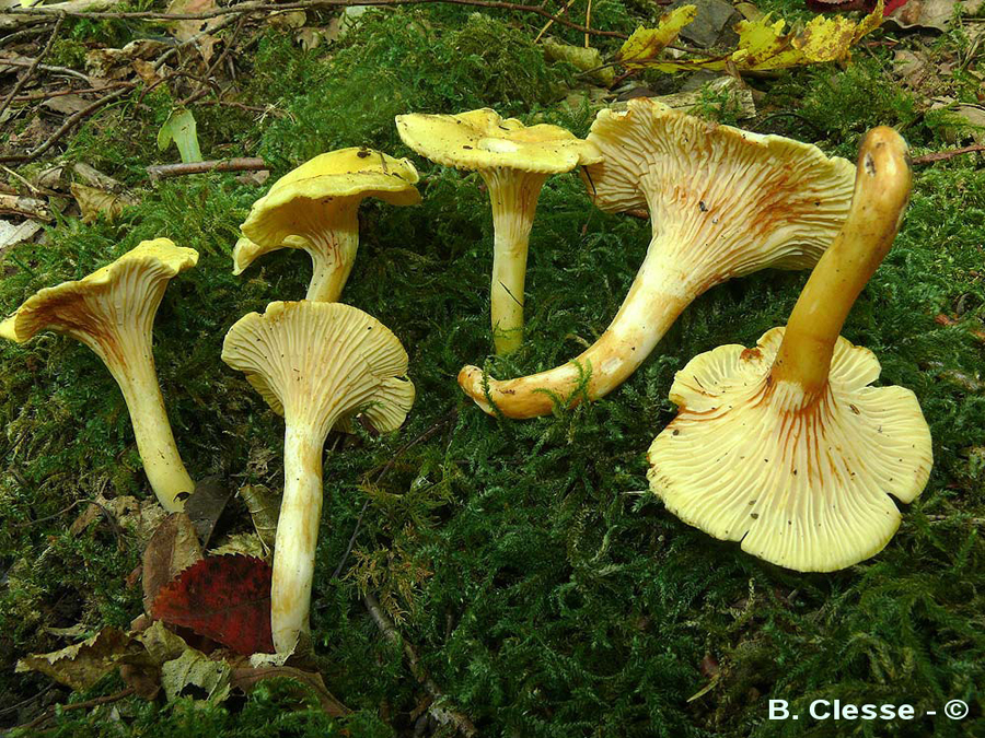 Cantharellus ferruginascens