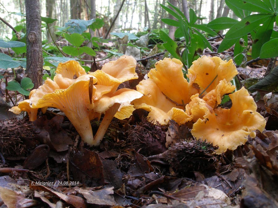 Cantharellus friesii