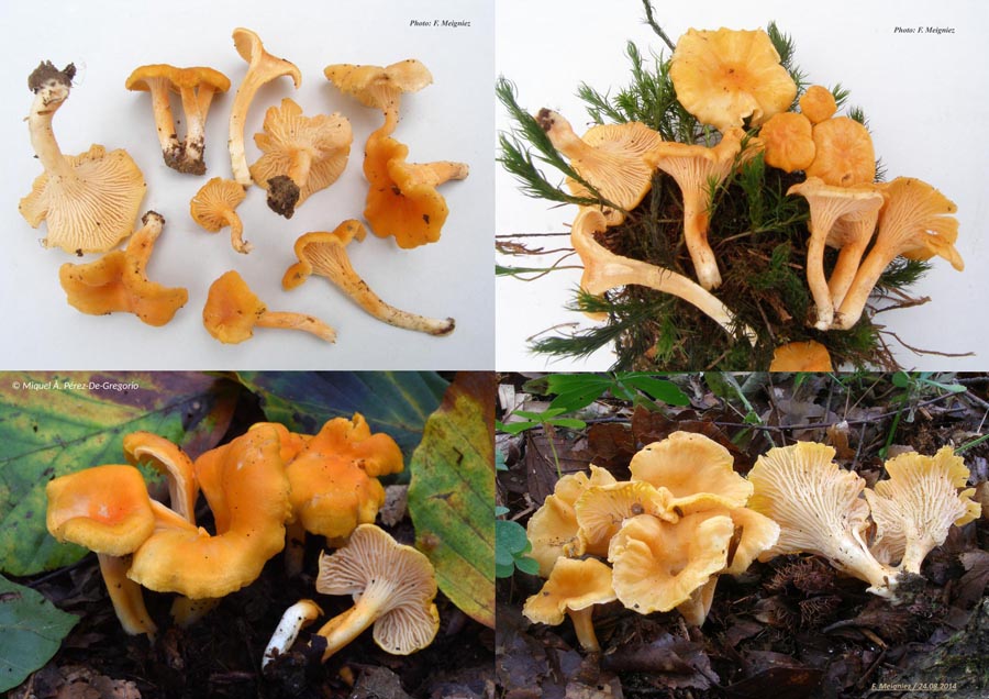 Cantharellus friesii