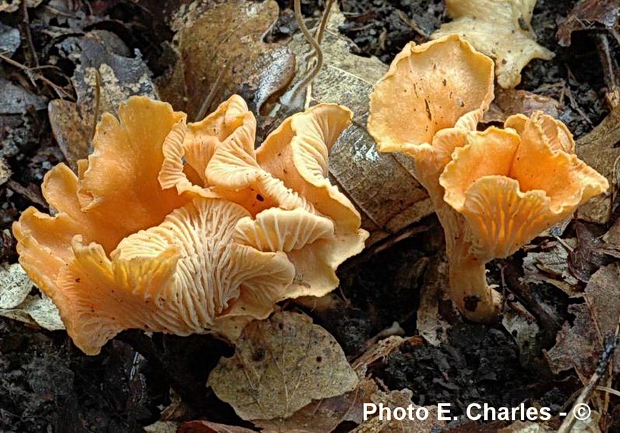 Cantharellus friesii